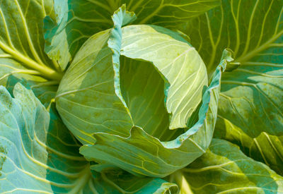 Close-up of fresh green leaf