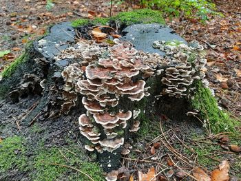 High angle view of mushrooms growing in forest