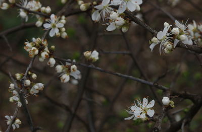 Close-up of flowers growing on tree