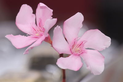 Close-up of pink cherry blossom