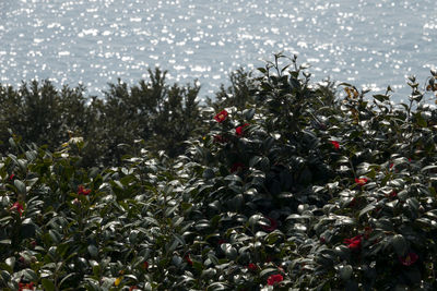 Close-up of plants growing by sea