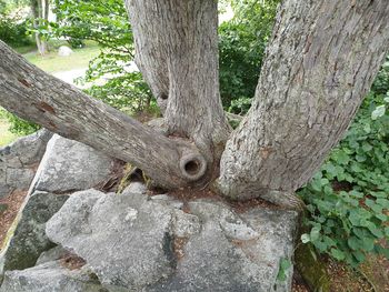 Close-up of tree trunk