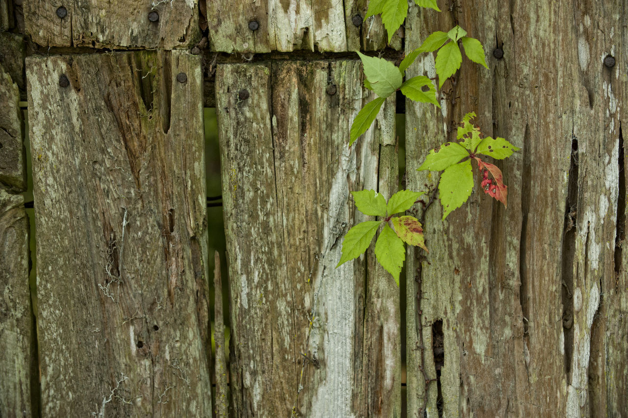 CLOSE-UP OF LIZARD ON TREE TRUNK AGAINST PLANTS