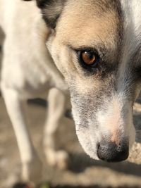 Close-up of dog looking away