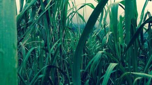 Close-up of grass growing in field