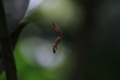 Close-up of insect on plant