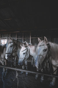 Horse in stable