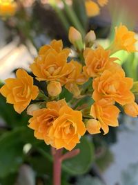 Close-up of yellow flowering plant