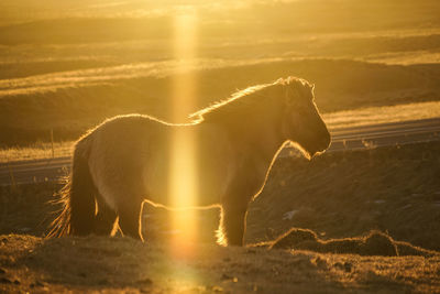 View of horse on land during sunset