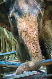 Close-up of elephant in zoo