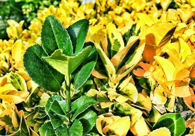 High angle view of succulent plant leaves on field