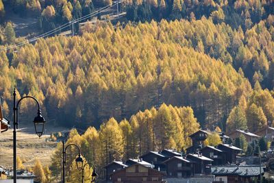 High angle view of trees and buildings in city