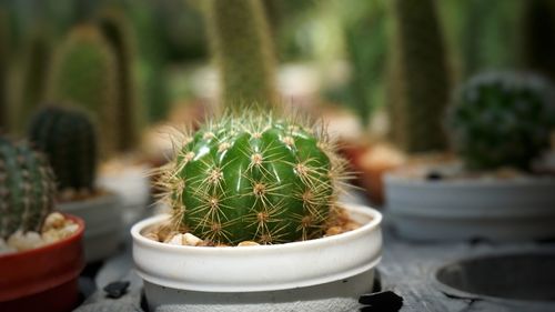 Close-up of potted cactus plant