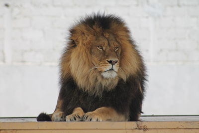 Lion relaxing in zoo