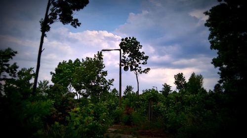 Low angle view of trees against sky