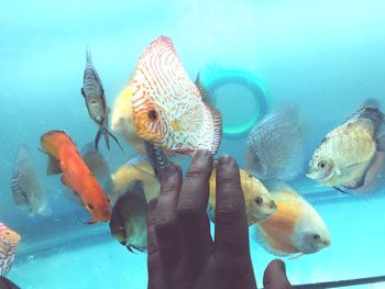 View of fish swimming in sea