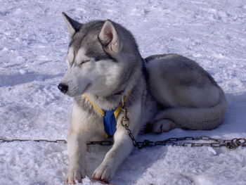 Dog on snow