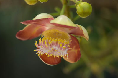 Close-up of flowering plant