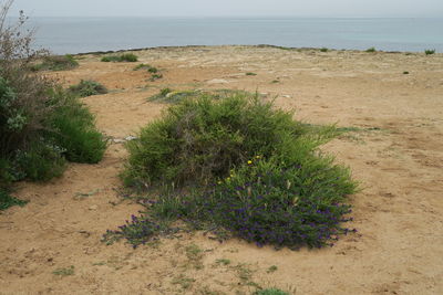 Scenic view of beach