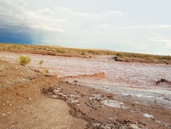 Scenic view of field against sky