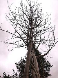 Low angle view of bare tree against sky