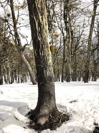 Trees on snow covered field