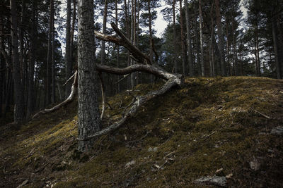 View of trees in the dunes of the baltic sea