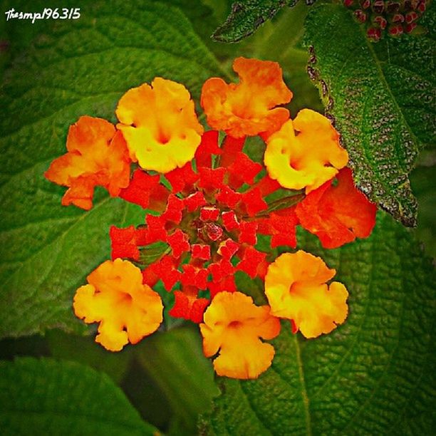 flower, freshness, petal, fragility, leaf, growth, beauty in nature, flower head, yellow, nature, plant, blooming, close-up, green color, orange color, high angle view, in bloom, park - man made space, blossom, vibrant color