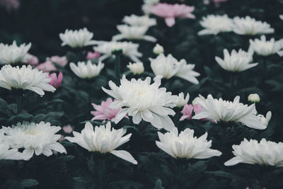 Close-up of white flowering plants