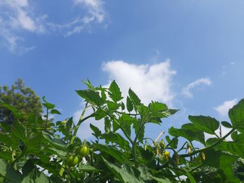 Low angle view of fresh green plants against sky