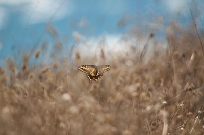 Bird flying in a field