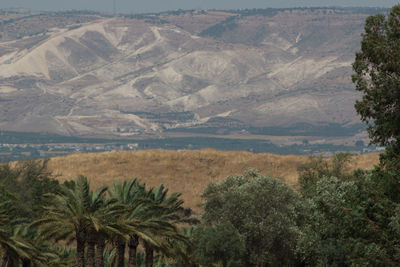 Scenic view of palm trees on landscape