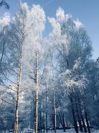 Low angle view of snow covered trees in forest