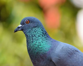 Close-up of bird perching outdoors