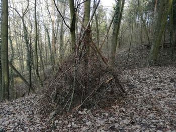 Bare trees in forest