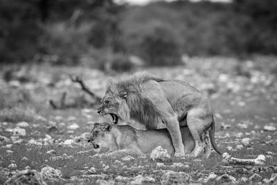 Lions mating on land