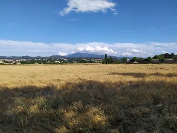 Scenic view of field against sky