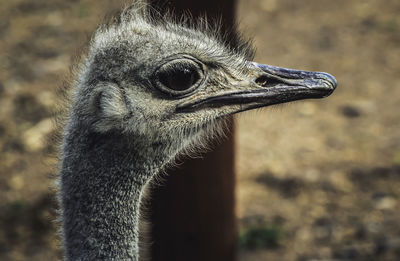 Ostrich face closeup portrait