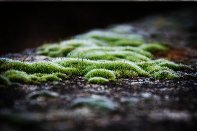 Close-up of green fern