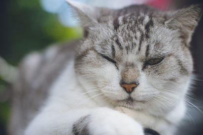 Pictures of relaxed stray cats living on the remote island of miyakojima, okinawa, japan.