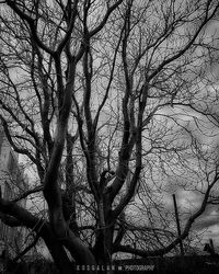 Low angle view of bare trees against sky