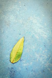 High angle view of autumn leaf