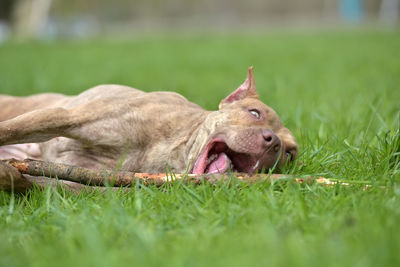 Close-up of a dog on field