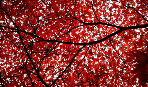 Low angle view of tree branches