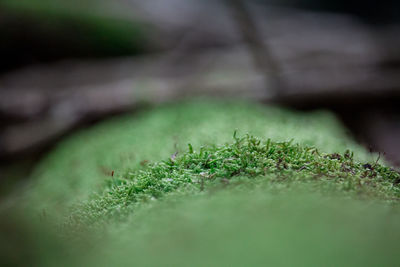 Close-up of plant