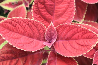 Coleus benth