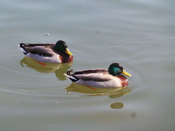 Ducks swimming in lake