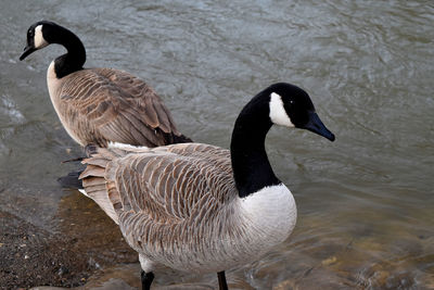 Close-up of swan on water