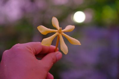 Close-up of hand holding wet yellow flower during rainy season