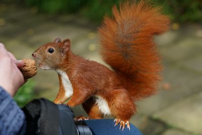 Close-up of hand holding squirrel